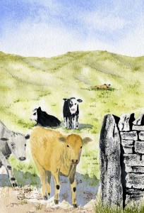 cows