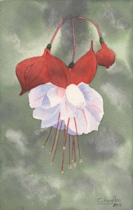 Fuchsia