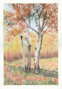 Silver birch in autumn