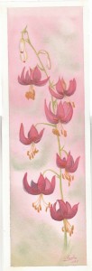 Turks cap lilies