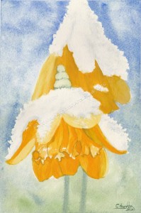 Daffodils in February