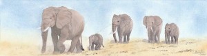 Elephants