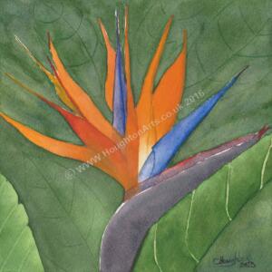 Tropical-flowers-series-Bird-of-Paradise