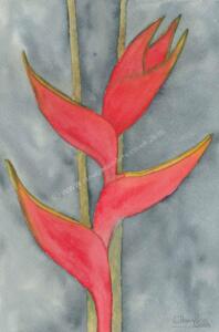 Tropical-flowers-series-Heliconia