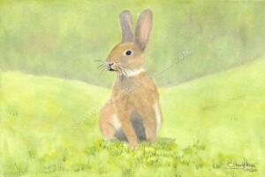 Rabbit-2