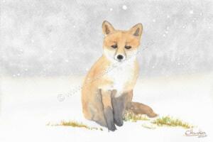 Sitting-fox