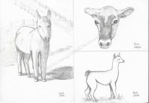 Smithills-farm-sketches